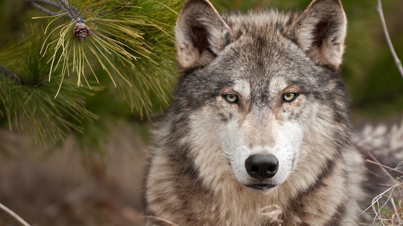 Gray Wolf in Forest — Alert, Photograph, Pine Branch