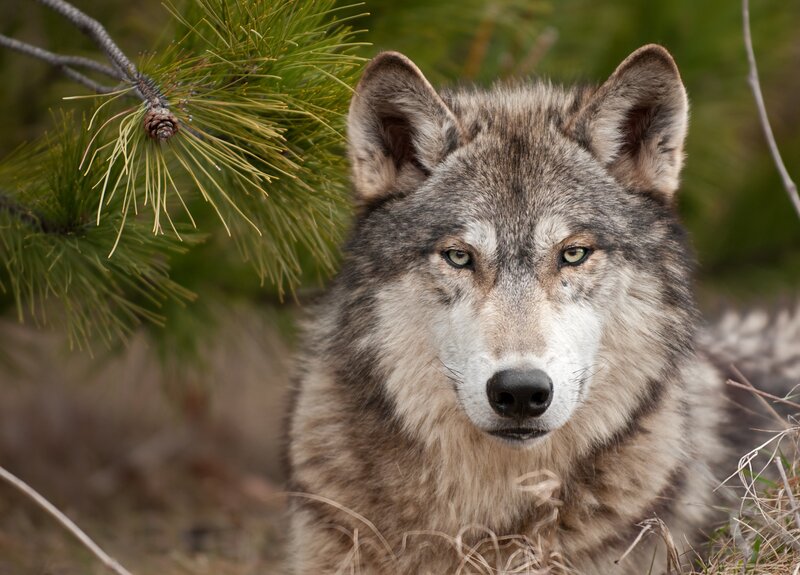 Gray Wolf in Forest — Alert, Photograph, Pine Needles, Pine Cone