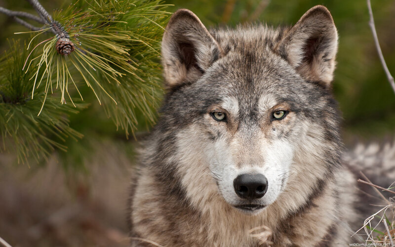 Gray Wolf in Forest — Alert, Photograph, Pine Needles
