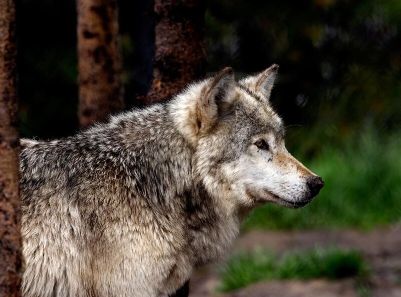 Gray Wolf in Forest — Alert, Photograph