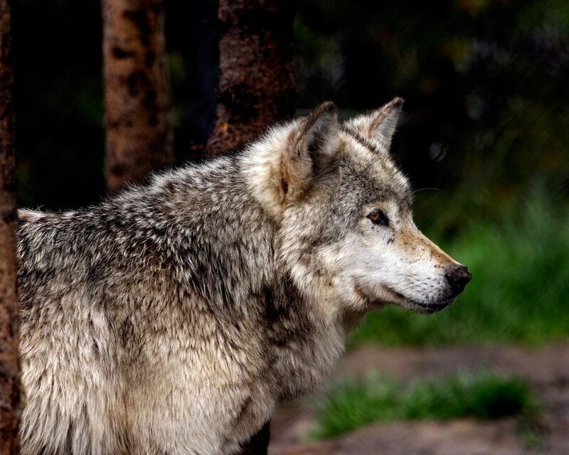 Gray Wolf in Forest — Alert, Photograph, Tree, Grass, Brown