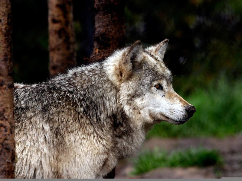 Gray Wolf in Forest — Alert, Photograph, Tree, Grass