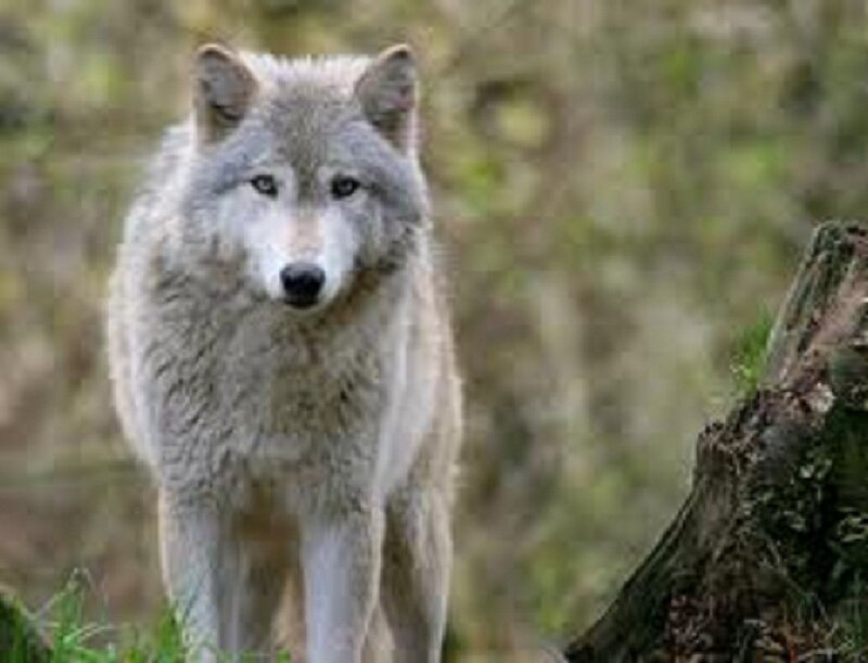 Gray Wolf in Forest — Alert, Photograph, Tree Stump