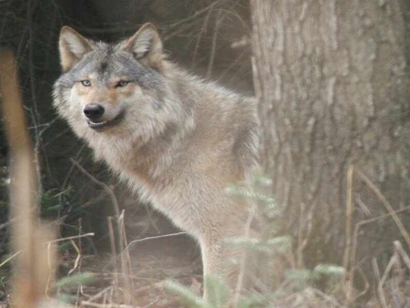 Gray Wolf in Forest — Alert, Photograph, Tree