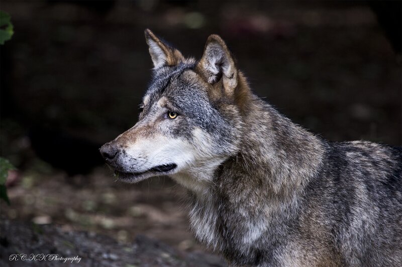 Gray Wolf in Forest — Alert, Photograph, Trees, Brown