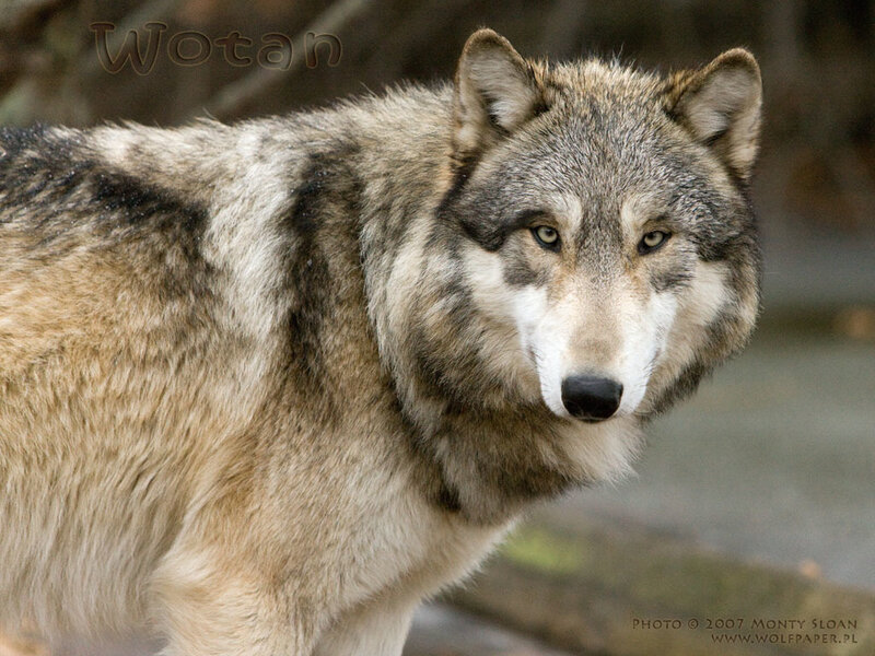 Gray Wolf in Forest — Alert, Photograph, Trees
