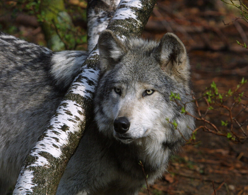 Gray Wolf in Forest — Alert, Spring, Photograph
