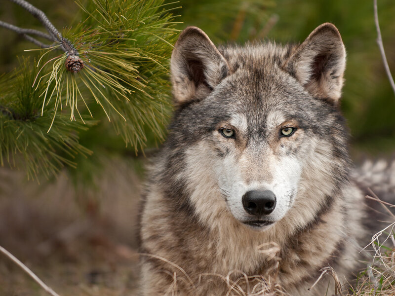 Gray Wolf in Forest — Alert, Spring