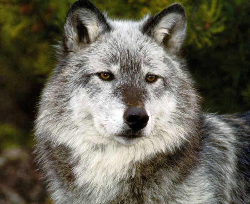 Gray Wolf in Forest — Alert