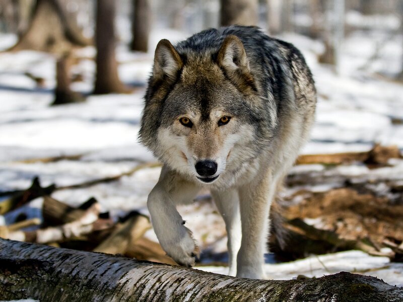 Gray Wolf in Forest — Alert, Winter, Photograph, Snow