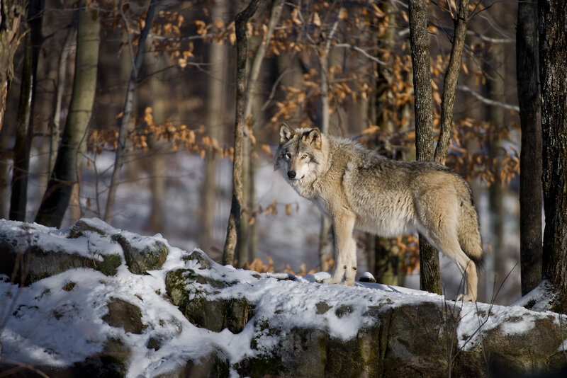 Gray Wolf in Forest — Alert, Winter, Photograph, Snow, Trees