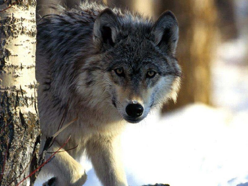 Gray Wolf in Forest — Alert, Winter, Photograph, Tree, Snow