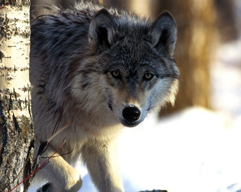Gray Wolf in Forest — Alert, Winter, Photograph, Tree, Snow, White