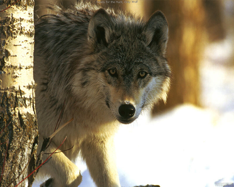 Gray Wolf in Forest — Alert, Winter, Photograph, Tree