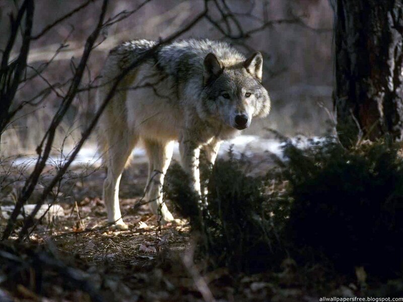 Gray Wolf in Forest — Alert, Winter, Photograph, Trees, Branches