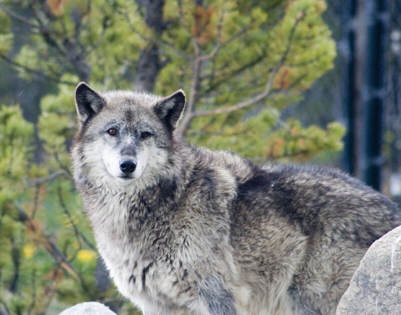 Gray Wolf in Forest — Alert, Winter, Photograph, Trees, Rocks