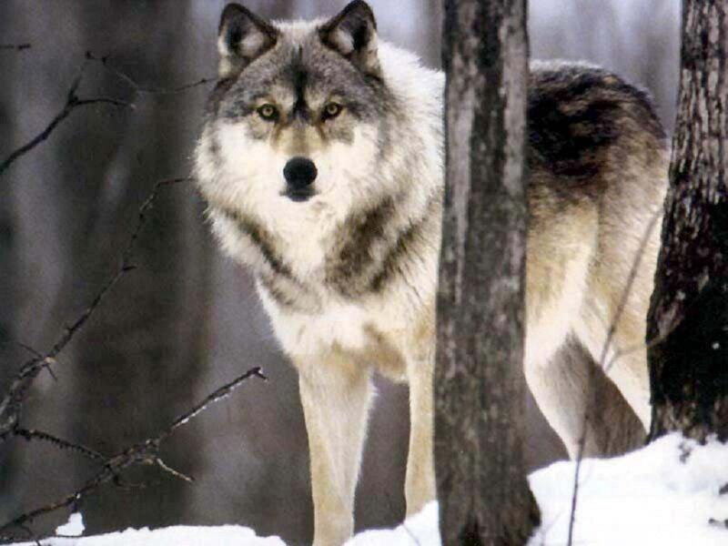 Gray Wolf in Forest — Alert, Winter, Photograph, Trees