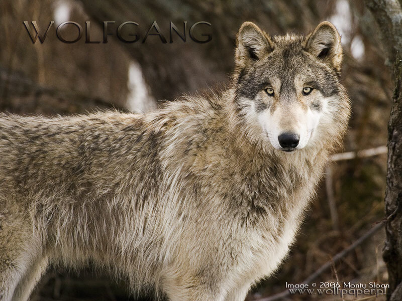 Gray Wolf in Forest — Alert, Winter