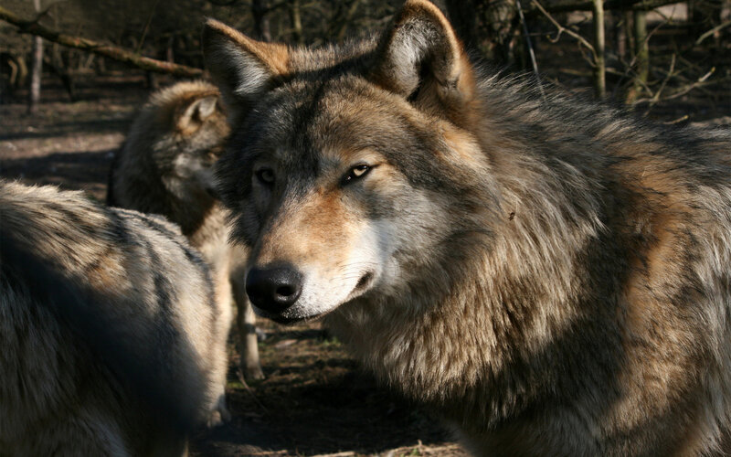 Gray Wolf in Forest — Brown, Alert, Afternoon, Photograph