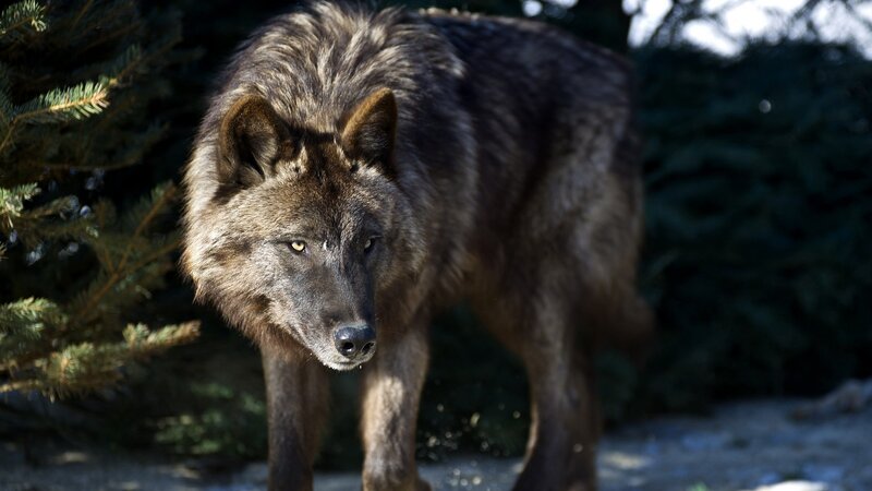 Gray Wolf in Forest — Brown, Alert, Afternoon, Photograph, Trees, Black
