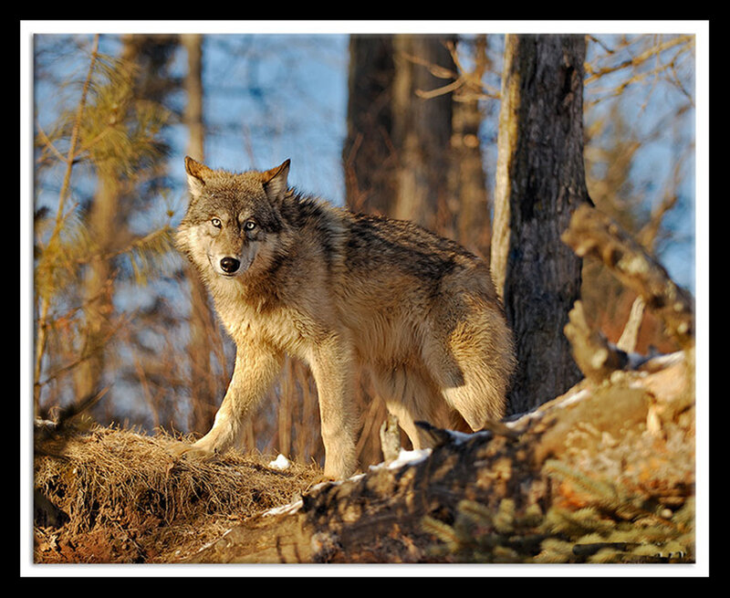 Gray Wolf in Forest — Brown, Alert, Afternoon, Photograph, Trees