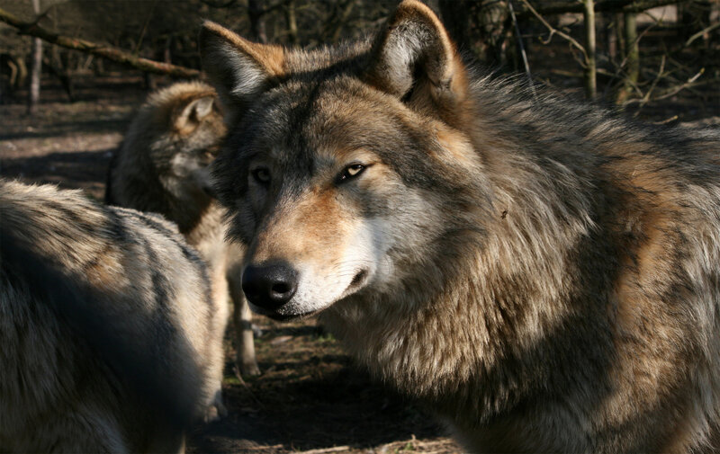 Gray Wolf in Forest — Brown, Alert, Afternoon
