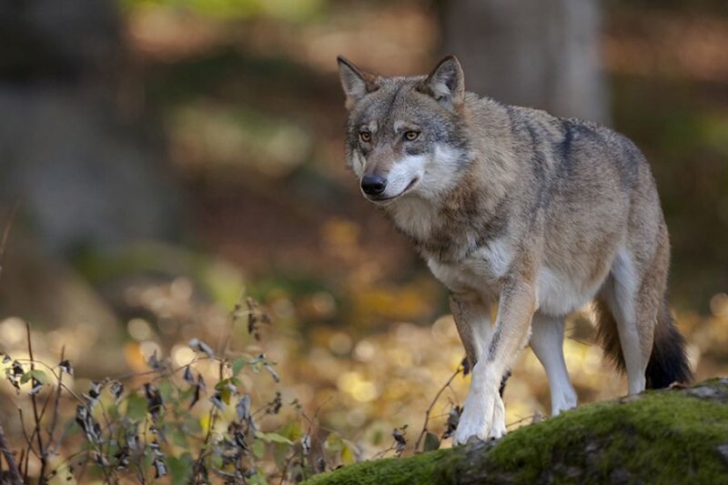Gray Wolf in Forest — Brown, Alert, Autumn, Photograph