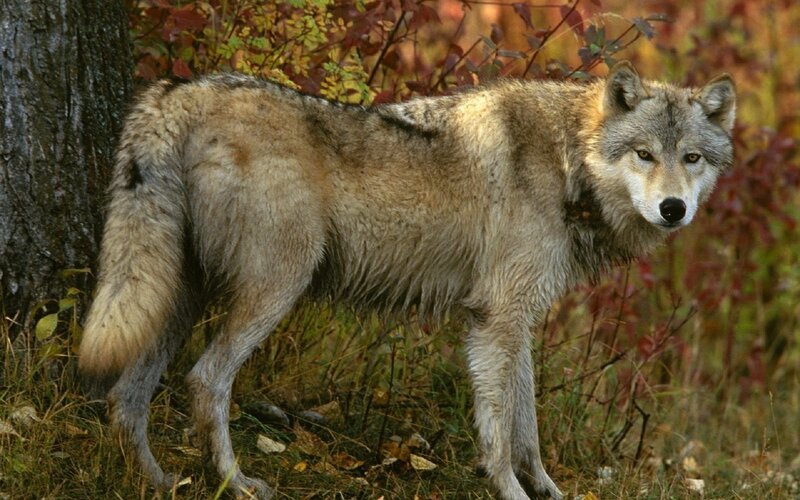 Gray Wolf in Forest — Brown, Alert, Autumn, Photograph, Tree, Autumn Leaves