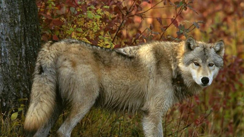 Gray Wolf in Forest — Brown, Alert, Autumn, Photograph, Tree, Bushes