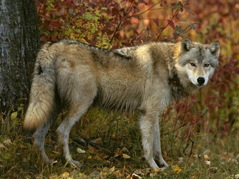 Gray Wolf in Forest — Brown, Alert, Autumn, Photograph, Tree