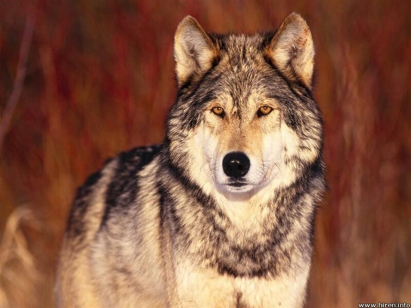 Gray Wolf in Forest — Brown, Alert, Autumn, Photograph, Trees
