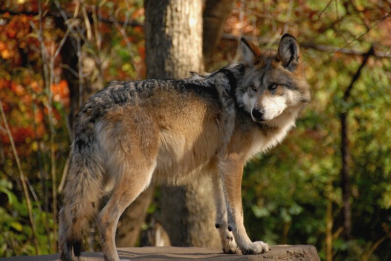 Gray Wolf in Forest — Brown, Alert, Autumn