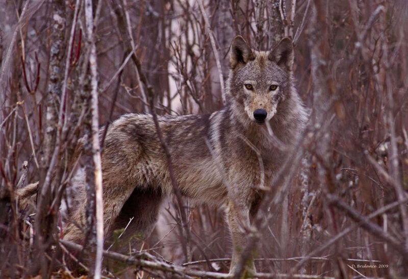 Gray Wolf in Forest — Brown, Alert