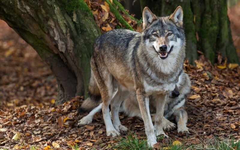 Gray Wolf in Forest — Brown, Natural, Autumn