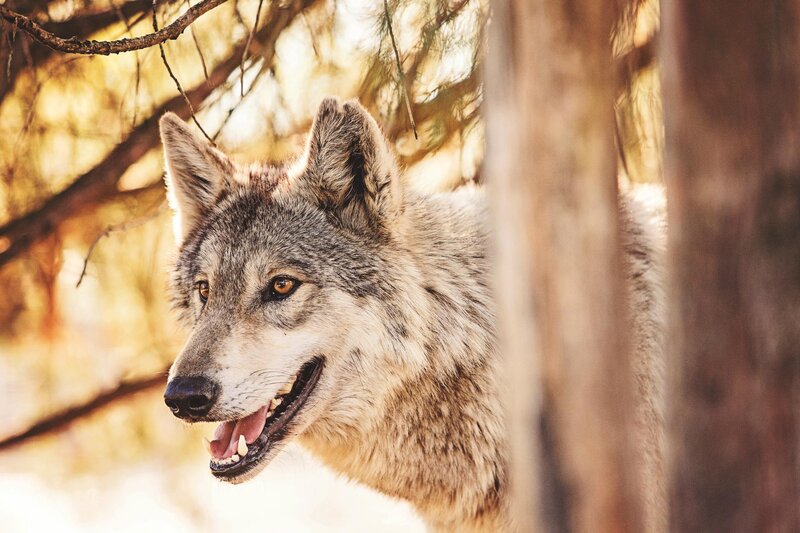 Gray Wolf in Forest — Brown, Natural