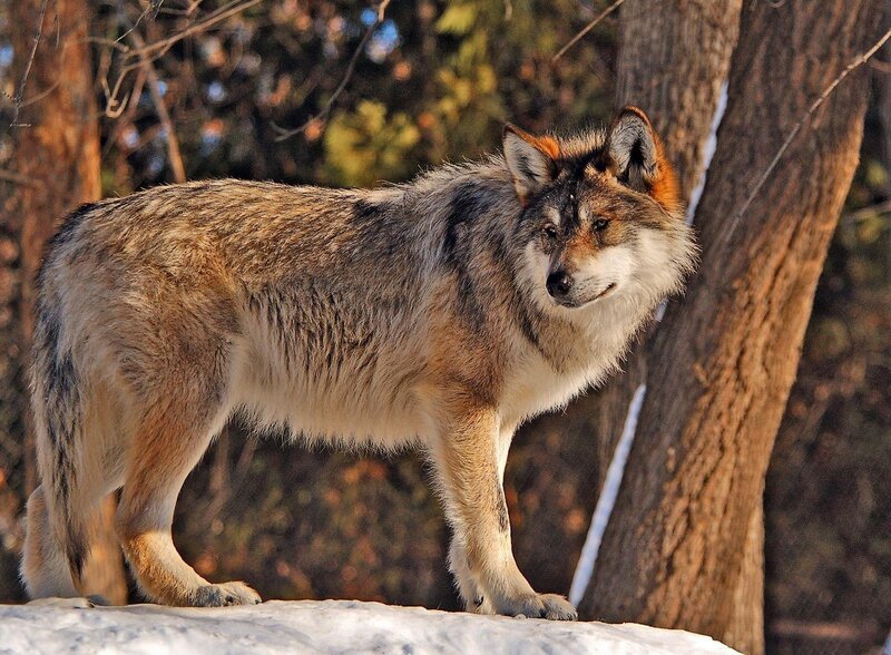 Gray Wolf in Forest — Brown