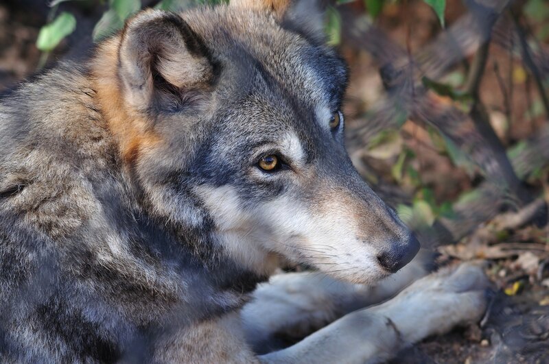 Gray Wolf in Forest — Calm, Afternoon, Photograph, Leaves