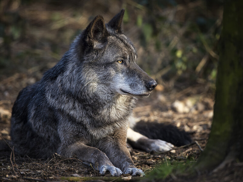 Gray Wolf in Forest — Calm, Afternoon, Photograph, Tree