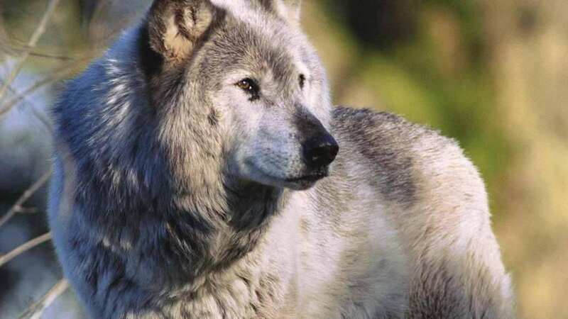 Gray Wolf in Forest — Calm, Afternoon, Photograph, Trees