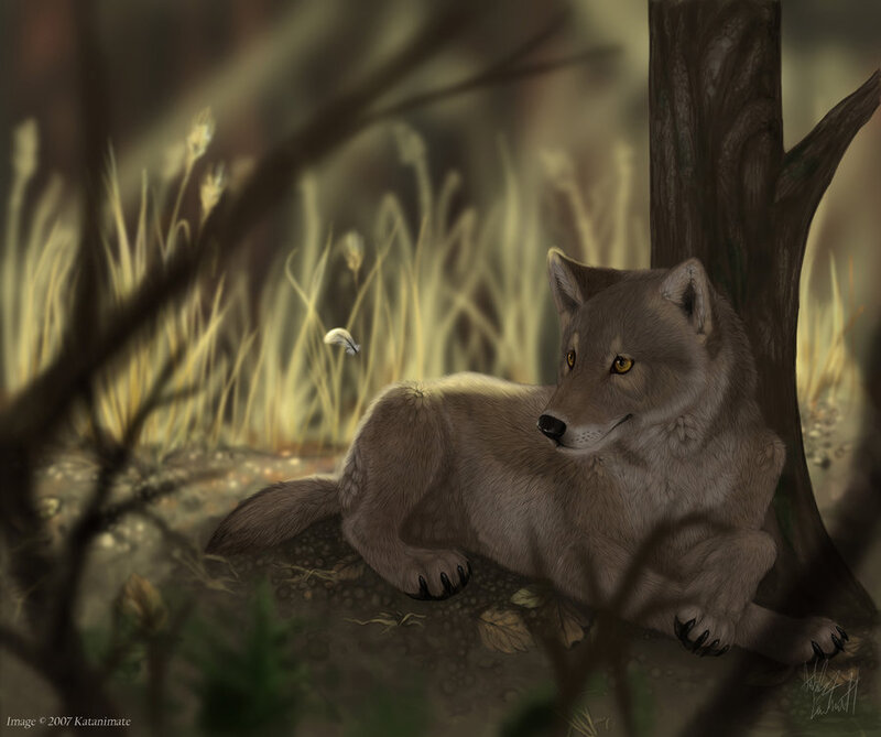 Gray Wolf in Forest — Calm, Afternoon