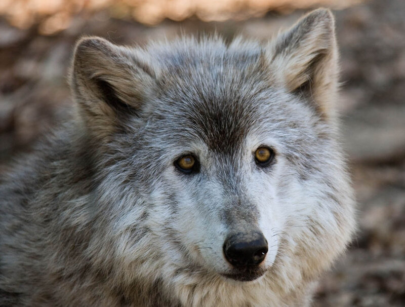 Gray Wolf in Forest — Calm, Autumn, Photograph, Forest Floor