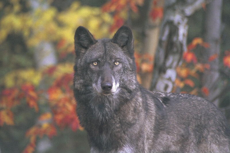 Gray Wolf in Forest — Calm, Autumn, Photograph