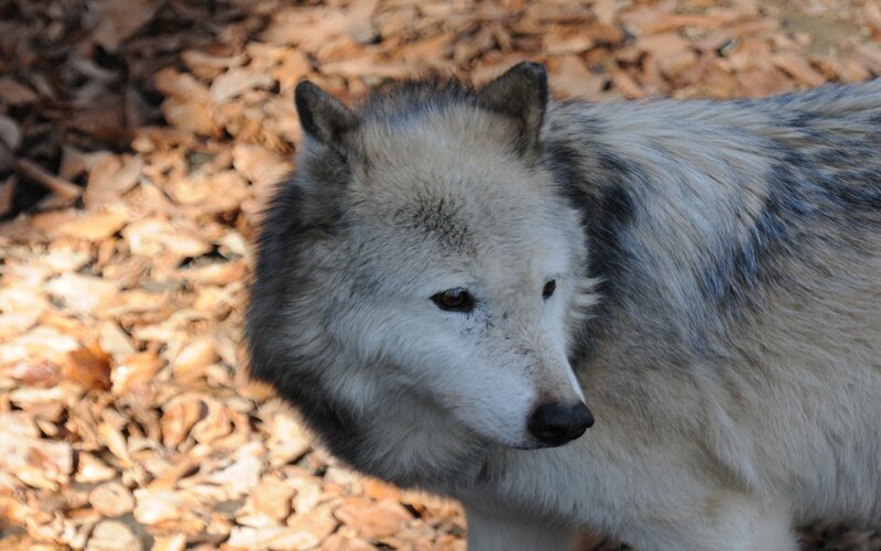 Gray Wolf in Forest — Calm, Autumn