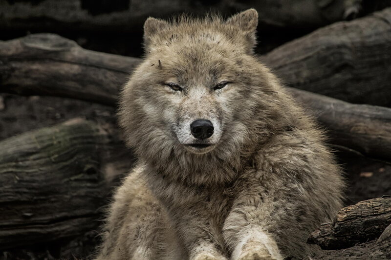 Gray Wolf in Forest — Calm, Photograph