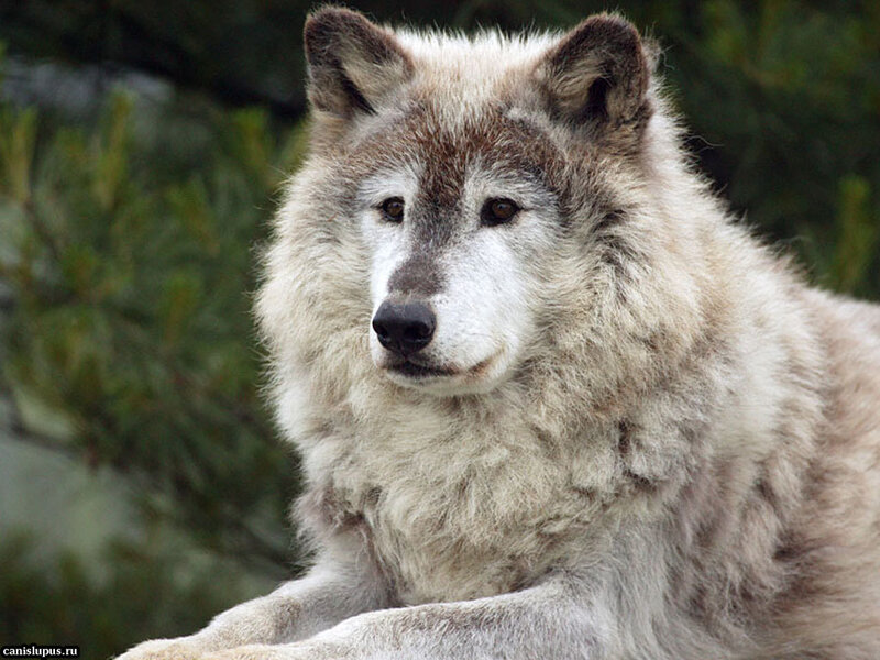 Gray Wolf in Forest — Calm