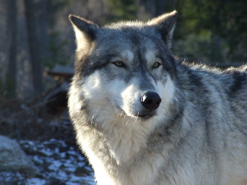 Gray Wolf in Forest — Calm, Winter