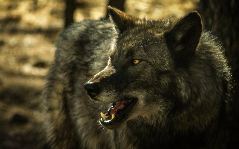 Gray Wolf in Forest — Dramatic, Afternoon