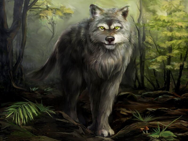 Gray Wolf in Forest — Dramatic, Morning