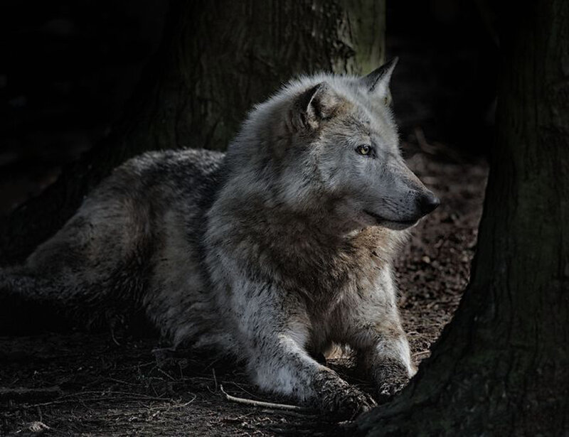 Gray Wolf in Forest — Dramatic, Night