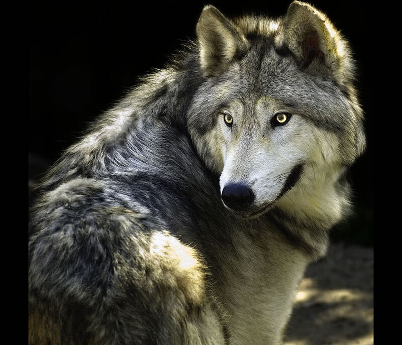 Gray Wolf in Forest — Dramatic